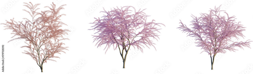 Naklejka premium Tamarix gallica tree, front view, cutout, transparent background, isolate, Beautiful pink blossom trees ready for spring and garden design projects