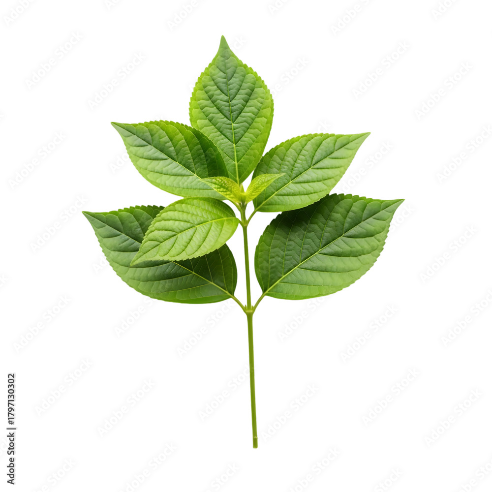 Fototapeta premium Fresh Green Plant Leaves on Stem