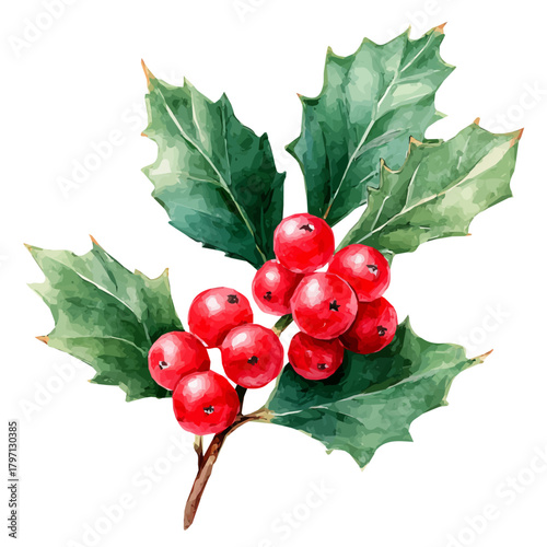 My Watercolor illustration, big Christmas holly berries branch painting isolated on a white background, illustration, simple painting design, vector set, eps format design, watercolor style set