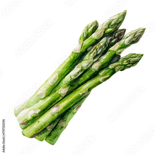 My Watercolor illustration, asparagus bundle in top view painting isolated on a white background, illustration, simple painting design, vector set, eps format design, watercolor style set