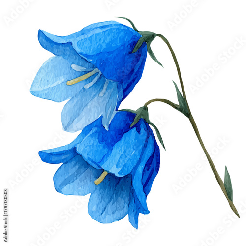 My Watercolor illustration, bluebell flower in side view painting isolated on a white background, illustration, simple painting design, vector set, eps format design, watercolor style set