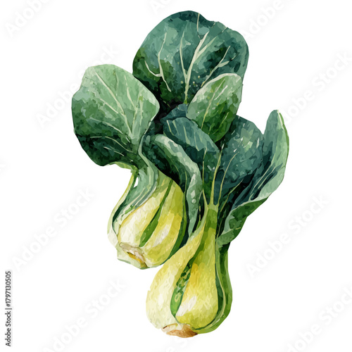 My Watercolor illustration, bok choy from top angle painting isolated on a white background, illustration, simple painting design, vector set, eps format design, watercolor style set