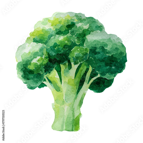 My Watercolor illustration, broccoli from front view painting isolated on a white background, illustration, simple painting design, vector set, eps format design, watercolor style set