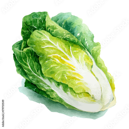 My hand-painted Watercolor illustration, vector illustration set, endive lettuce painting illustration isolated on a white background, illustration, AI painting design, eps format