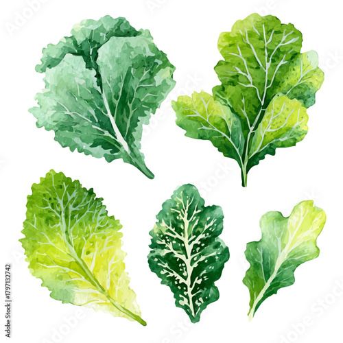 My eps format hand-painted Watercolor illustration, vector illustration set, kale leaves from the top painting illustration isolated on a white background, illustration, AI painting design