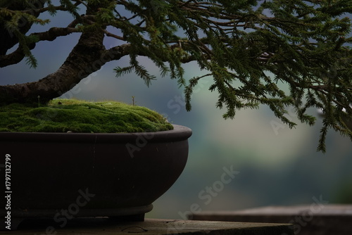 bonsai detail