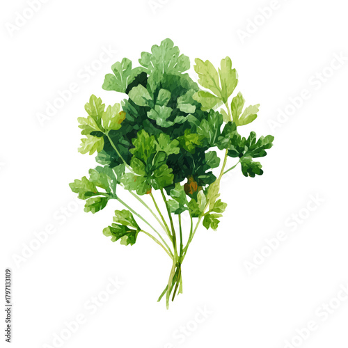 A watercolor parsley bunch from overhead painting illustration isolated on a white background, pink bloom flower illustration, EPS format design