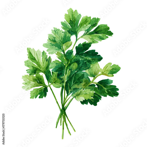 A watercolor parsley bunch from overhead view painting illustration isolated on a white background, pink bloom flower illustration, EPS format design