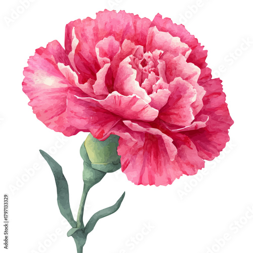 A watercolor spring pink carnation in top angle painting illustration isolated on a white background, pink carnation in top angle illustration, EPS format design