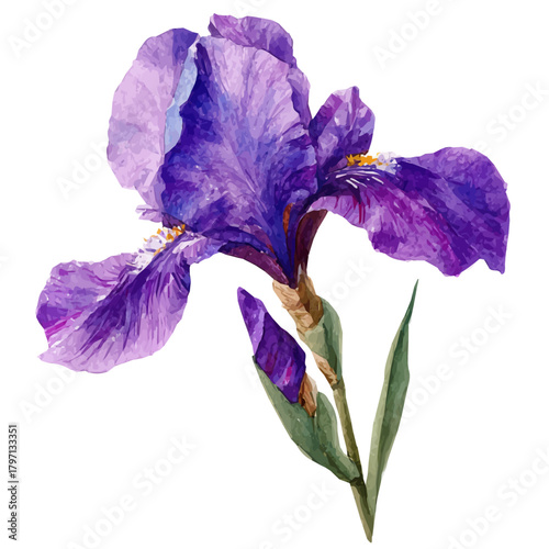 A watercolor purple iris in side perspective painting illustration isolated on a white background, purple iris flower illustration, EPS format design