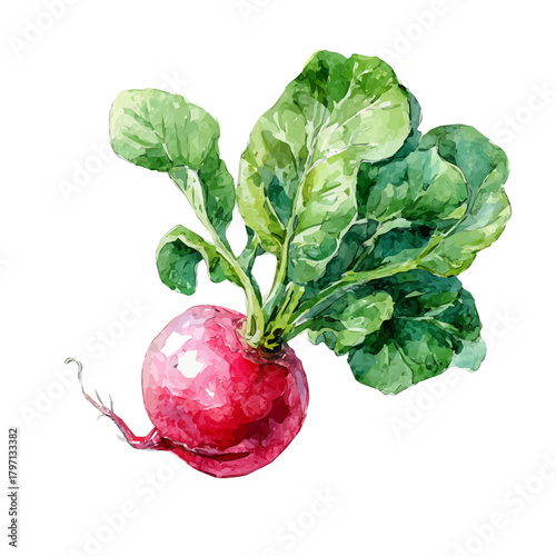 My Watercolor illustration, eps format radish with leaves in side angle painting isolated on a white background, illustration, AI painting design, vector illustration set