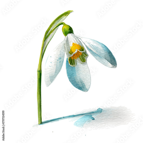 A watercolor snowdrop flower in front angle painting illustration isolated on a white background, snowdrop flower  illustration, painting, EPS design