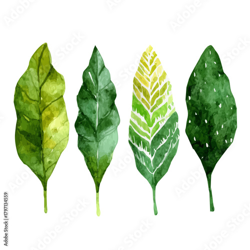 A beautiful watercolor sorrel leaves in angled view isolated on a white background, AI painting style, vector set available in EPS format. Hand-painted watercolor design, vectorized	