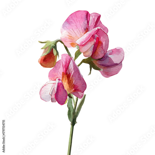 A beautiful watercolor sweet pea flower from top view isolated on a white background, AI painting style, vector set available in EPS format. Hand-painted watercolor design, vectorized	