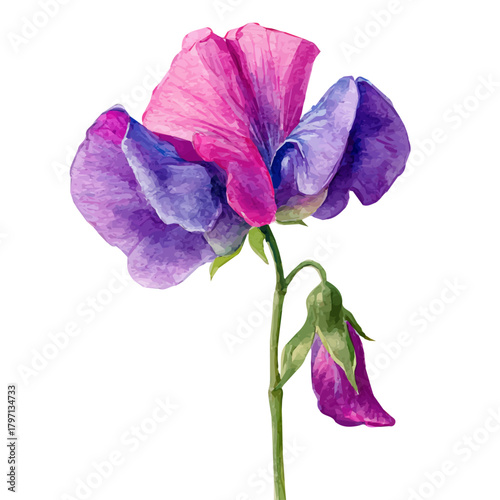 A beautiful watercolor sweet pea flower from top view isolated on a white background, AI painting style, vector set available in EPS format. Hand-painted watercolor design, vectorized	