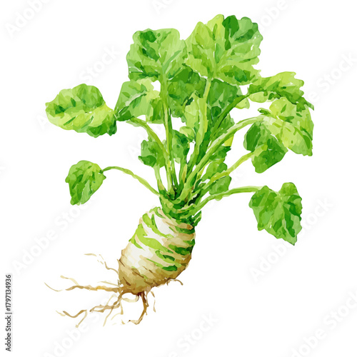 A watercolor painting wasabi root from a front angle painting illustration isolated on a white background, EPS illustration, painting style, 