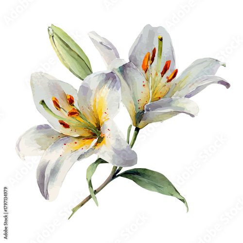 A beautiful watercolor white lily in close-up view isolated on a white background, Hand-painted watercolor design, vectorized, painting style, vector set available in EPS format. simple design