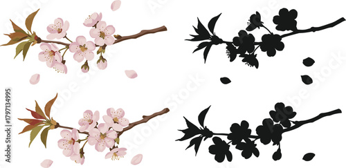 Cherry blossom branch vector with silhouette version, sakura flowers and petals isolated on white background, Japanese floral spring illustration design