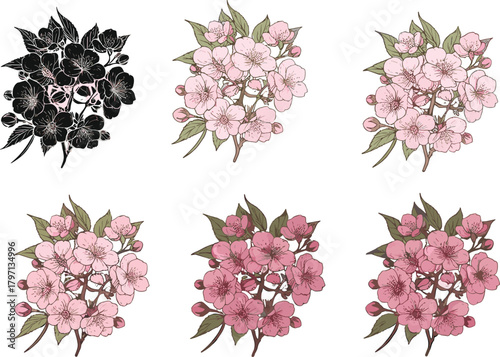 Beautiful hand-drawn cherry blossom flower set with color variations, botanical spring floral illustration for design, pattern, and nature artwork