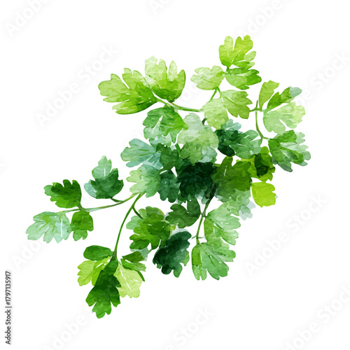 A beautiful watercolor chopped parsley isolated on a white background, Hand-painted watercolor design, vectorized, painting style, vector set available in EPS format