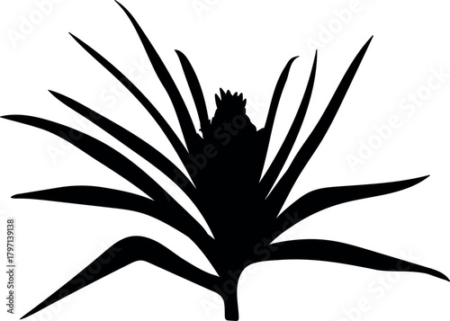Black silhouette of pineapple plant (Ananas comosus) with inflorescence and leaves isolated on white background	