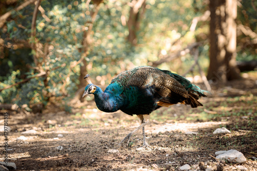 Quadro su tela Elegant Peacock in Natural Sunlight — Exotic Bird Symbol of Beauty and Luxury