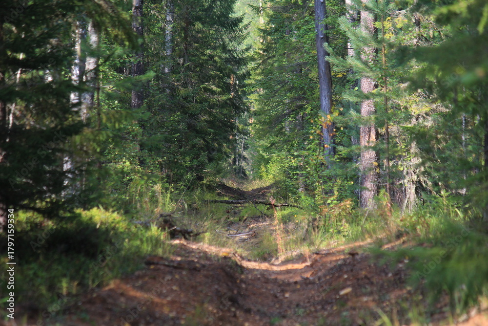 Fototapeta premium A forest fire in northeastern Europe on a sunny summer day