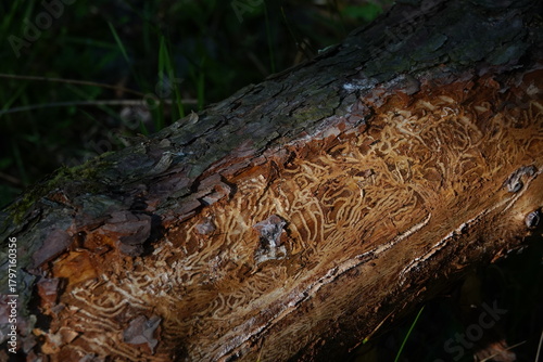 close up of a bark beetle infected tree stump