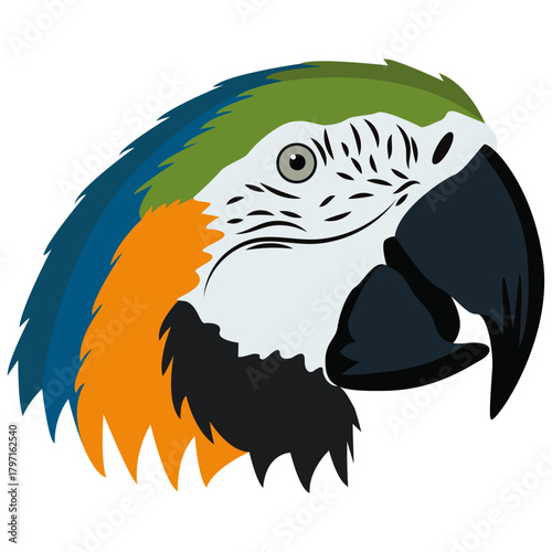 Colorful parrots beak and head. 