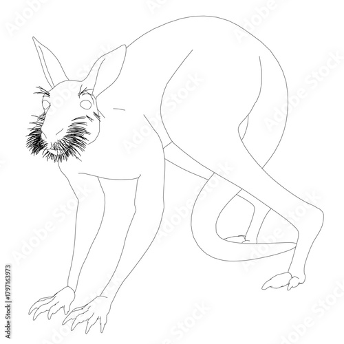 Male kangaroo contour sketch with a beard on its head, set against a white background. This free printable coloring page is perfect for kids to enjoy.