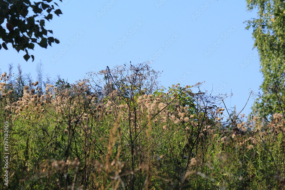 Fototapeta premium beautiful plant stems shimmer in the evening sun