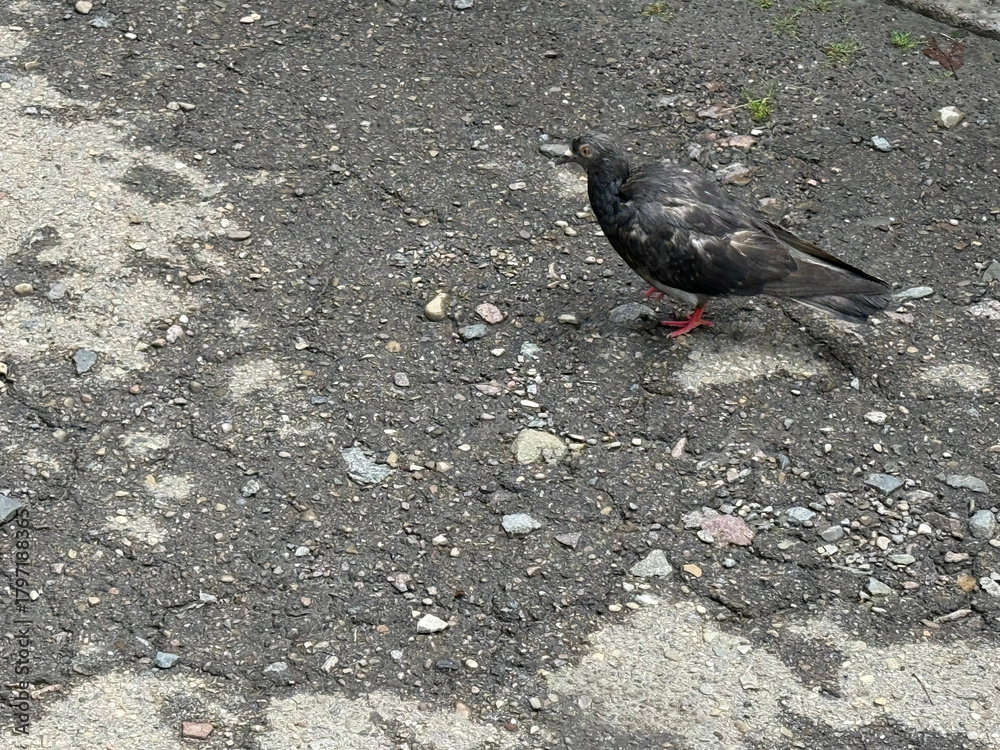 Fototapeta premium A pigeon walks on worn city asphalt. A dirty, gray bird walks through a neglected urban environment. The concept of avian influenza epidemic. A bird as a vector of bird flu infection 