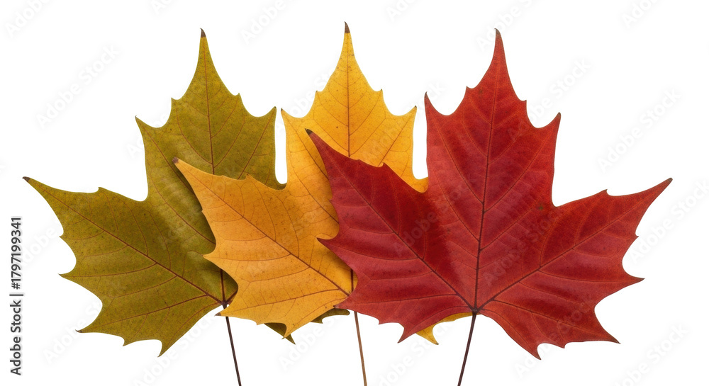 Fototapeta premium Isolated Autumn Maple Leaves Displaying a Color Gradient, Fall Foliage, Nature, Season
