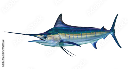 Bild auf Leinwand Isolated Swordfish in Side View with Long Bill, a Large Pelagic Fish Predator in