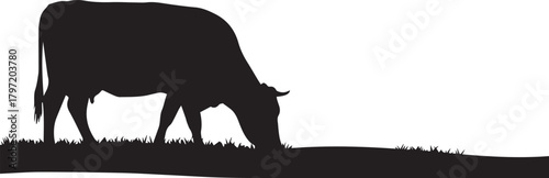 Silhouette of a black cow grazing peacefully in a grassy field