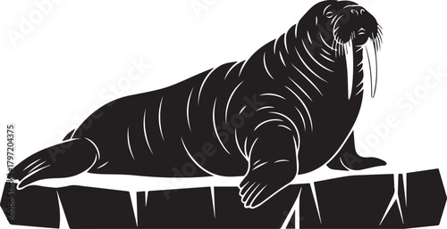 Majestic walrus with tusks resting on ice floe arctic wildlife monochrome silhouette