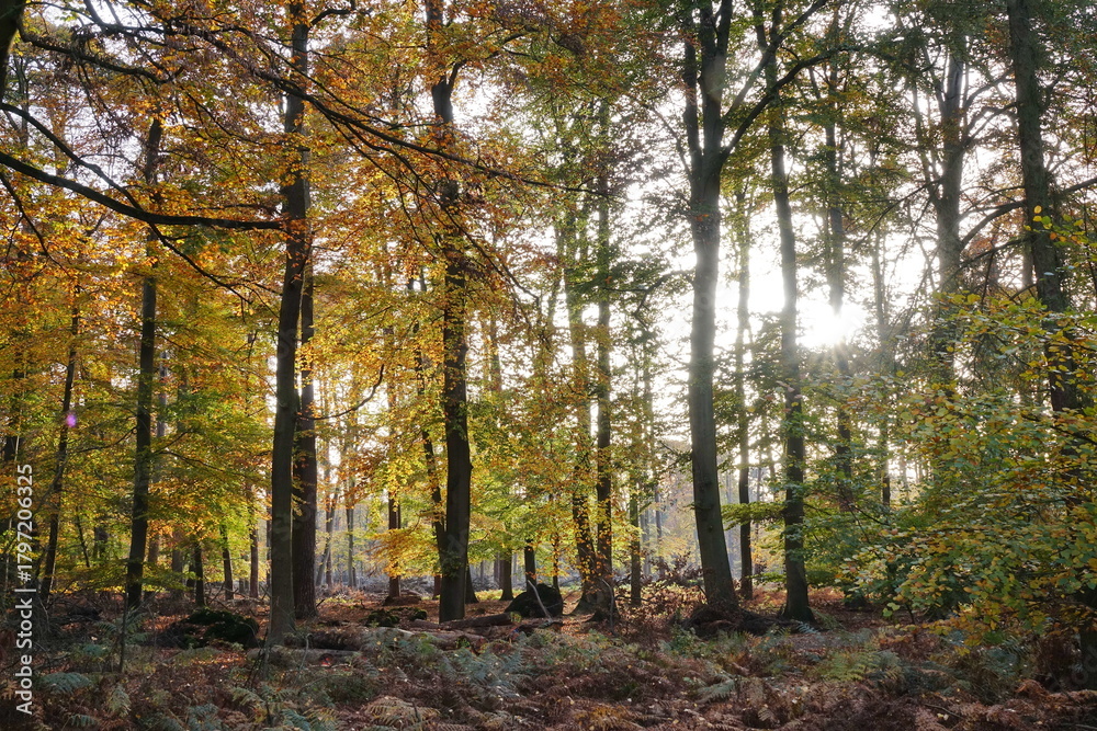 Fototapeta premium Sonne im Herbstwald