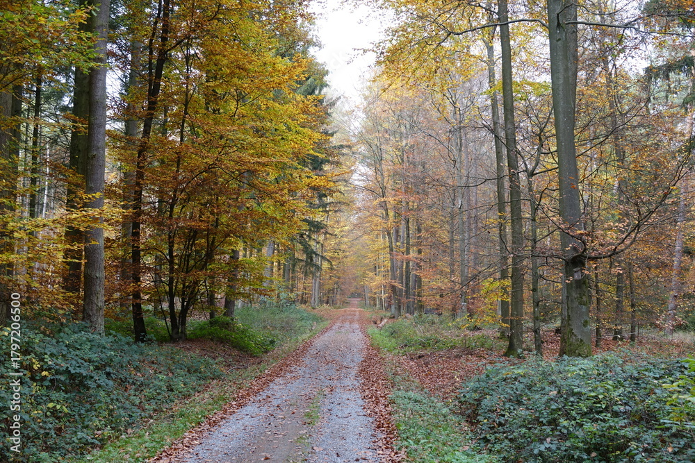 Obraz premium Waldweg im Herbst