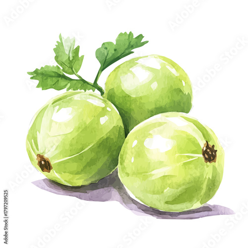 Watercolor wild amla fruit set, softly painted and separated on a white background, is crafted as a minimal yet artistic element for creative designs. EPS format, vectorized