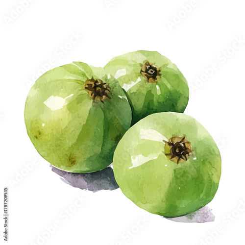 Painted_in_watercolor, this _artistic_amla_fruit_features_a clean_composition, hand-drawn_with_elegance, isolated_on_white, vector_EPS. vectorized