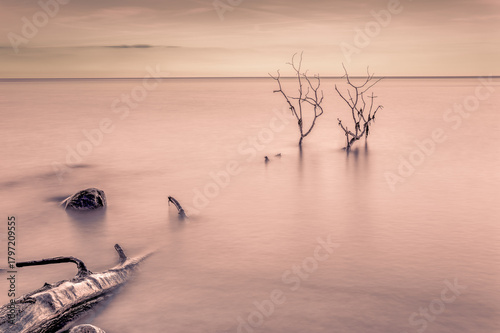 Fototapeta Naklejka Na Ścianę i Meble -  Dead tree in the water on the Baltic Sea coast. 