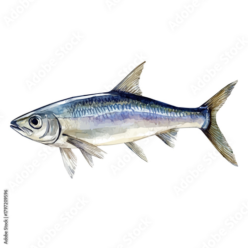 Watercolor wild anchovy fish set, softly painted and separated on a white background, is crafted as a minimal yet artistic element for creative designs. EPS format, vectorized