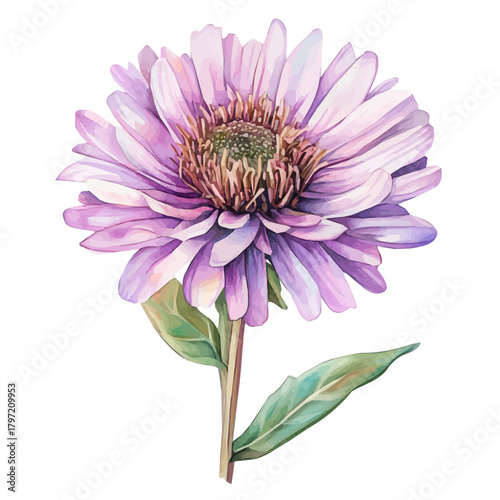 Painted in watercolor, this artistic aster flower features a clean composition, hand-drawn with elegance, isolated on white, vector EPS. fruits vectorized