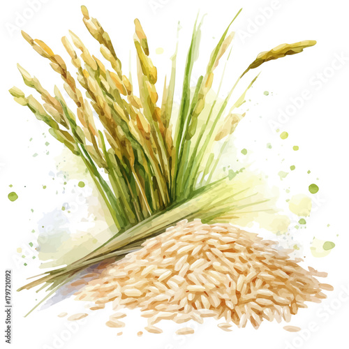 Watercolor basmati rice, softly painted and separated on a white background, is crafted as a minimal yet artistic element for creative designs. EPS format, vectorized