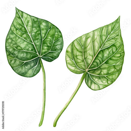 Watercolor wild betel leaves, softly painted and separated on a white background, are crafted as a minimal yet artistic element for creative designs. EPS format, vectorized