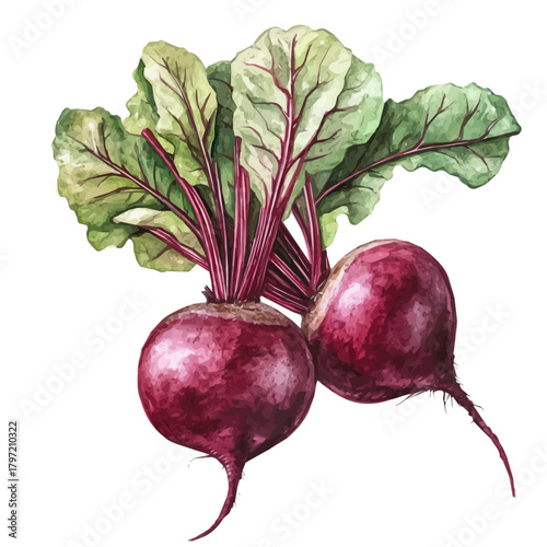Watercolor wild beetroots, softly painted and separated on a white background, is crafted as a minimal yet artistic element for creative designs. EPS format, vectorized