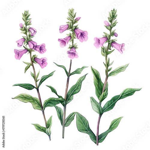 An Imaginary Minimalistic 2D flat icon_betony_plant, modern element in vector and EPS format_isolated on a white 