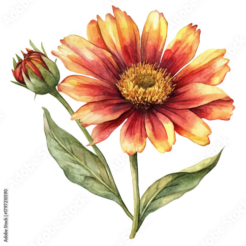 Watercolor wild blanket flower set, softly painted and separated on a white background, is crafted as a minimal yet artistic element for creative designs. EPS format, vectorized