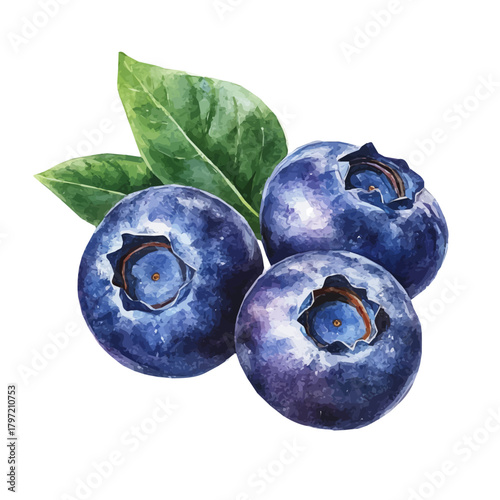 Minimal_Painted_in_watercolor, blueberry, hand-drawn_illustration, isolated_on_white, vector_EPS. vectorized