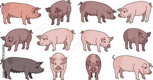 Collection of Cartoon Pigs Diverse Pig Poses and Piggy Expressions Illustration